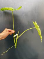 Zdjęcie rośliny Philodendron Paraiso Verde, ujęcie 4