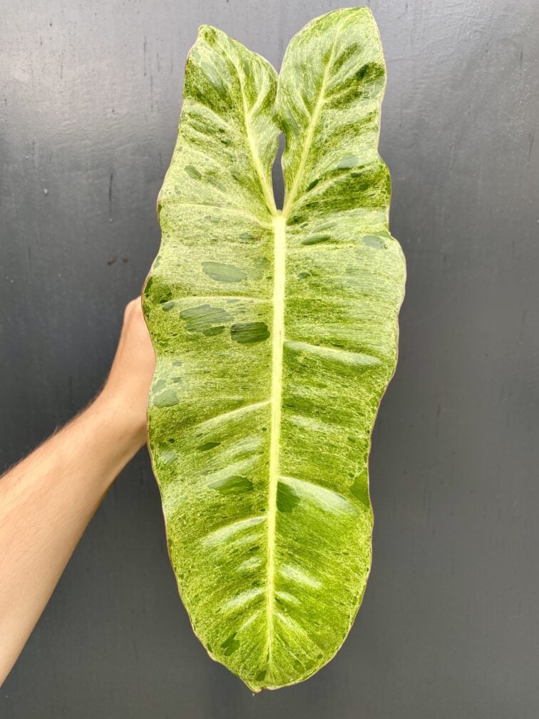 Zdjęcie rośliny Philodendron Paraiso Verde, ujęcie 1