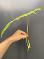 Zdjęcie rośliny Philodendron Paraiso Verde, ujęcie 2