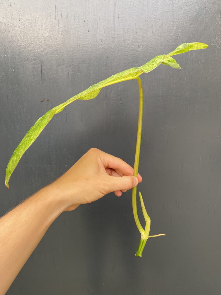 Zdjęcie rośliny Philodendron Paraiso Verde, ujęcie 2