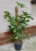 Zdjęcie rośliny Philodendron Pedatum, ujęcie 1