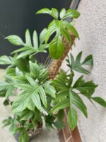 Zdjęcie rośliny Philodendron Pedatum, ujęcie 2