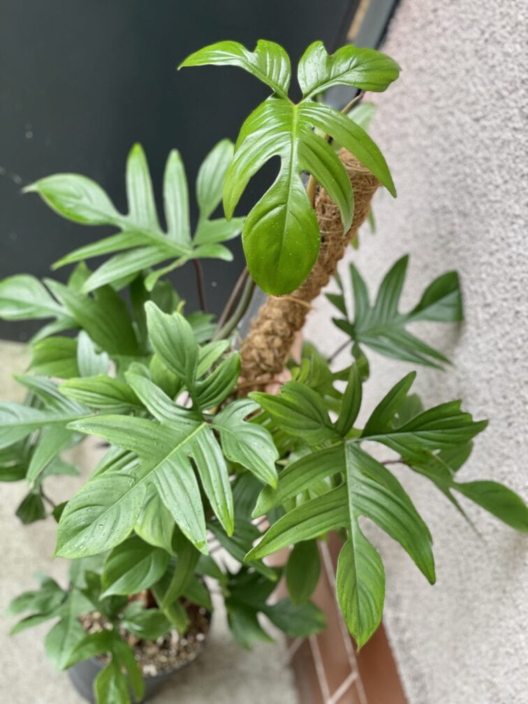 Zdjęcie rośliny Philodendron Pedatum, ujęcie 2