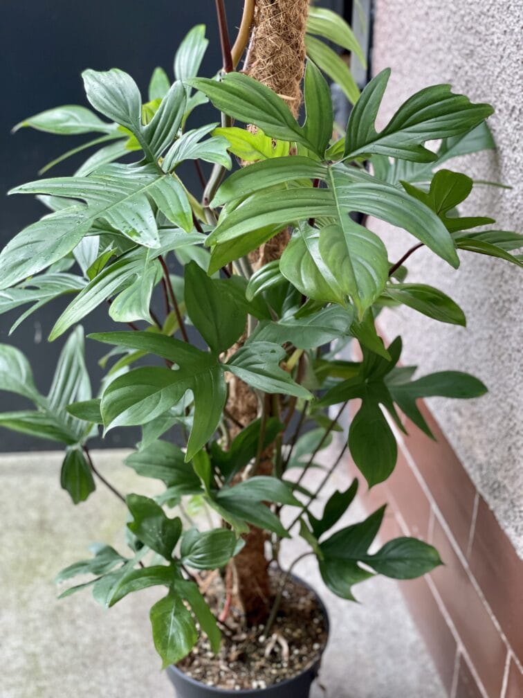 Zdjęcie rośliny Philodendron Pedatum, ujęcie 3
