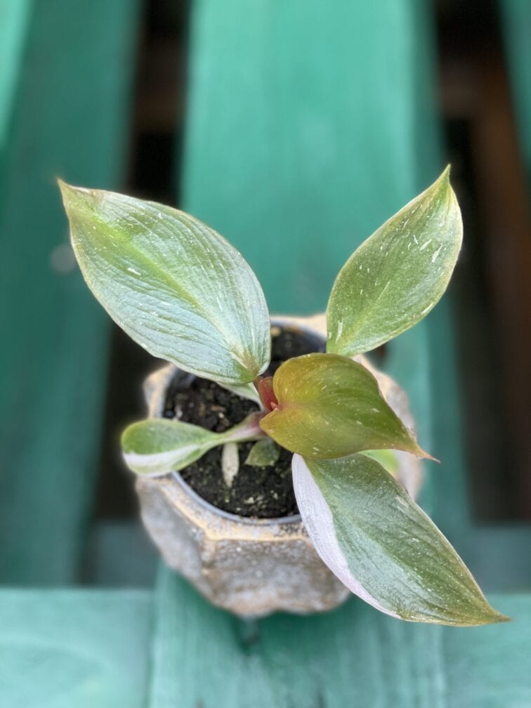 Zdjęcie rośliny Philodendron Pink Princess, ujęcie 1