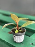 Zdjęcie rośliny Philodendron Pink Princess, ujęcie 3