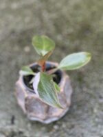 Zdjęcie rośliny Philodendron Pink Princess, ujęcie 4