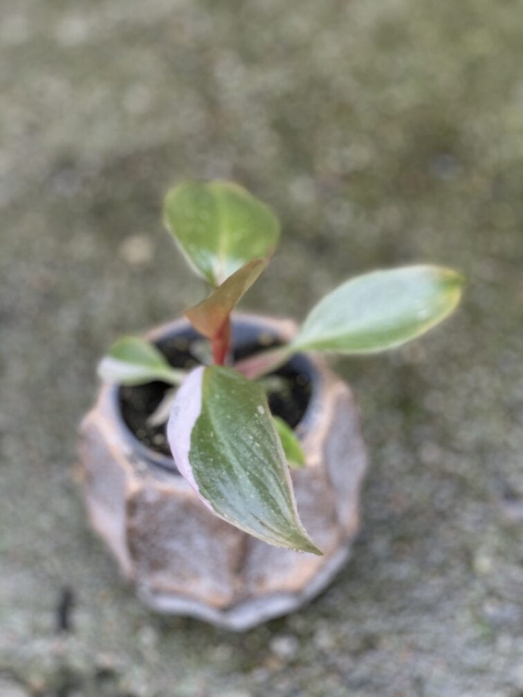 Zdjęcie rośliny Philodendron Pink Princess, ujęcie 4