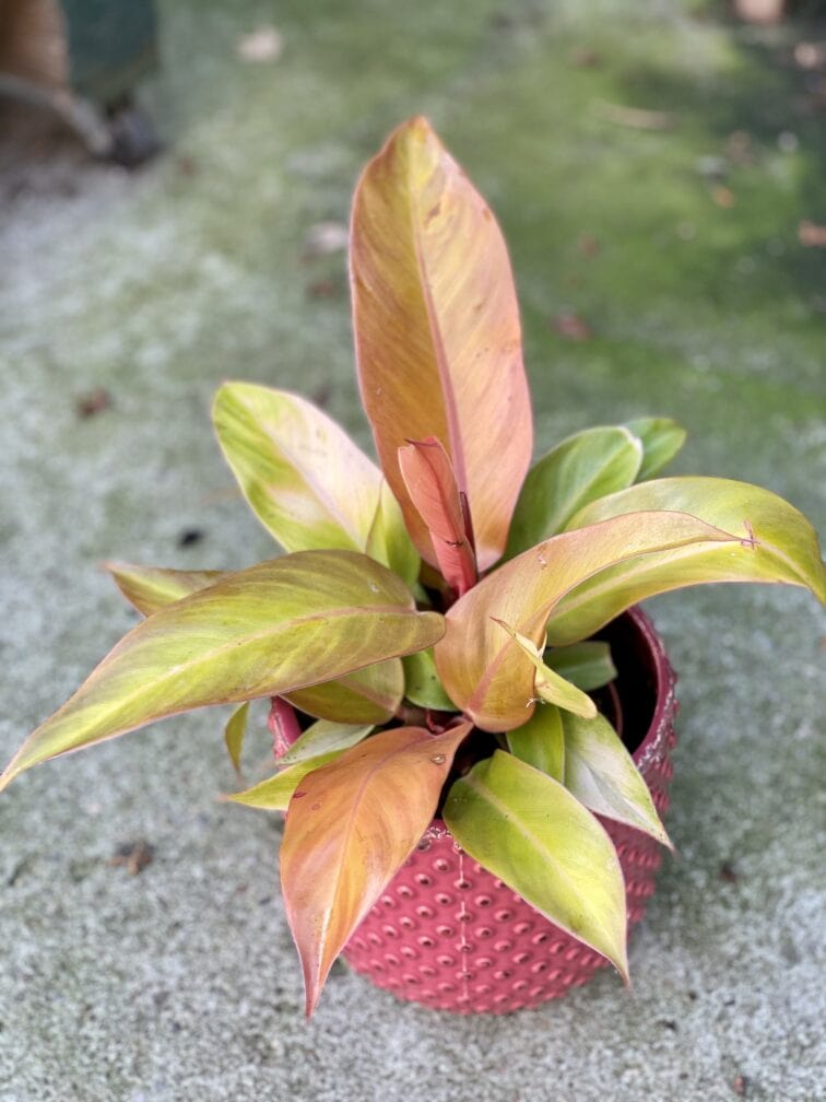 Zdjęcie rośliny Philodendron Prince of Orange, ujęcie 1