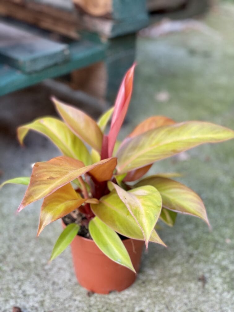 Zdjęcie rośliny Philodendron Prince of Orange, ujęcie 2