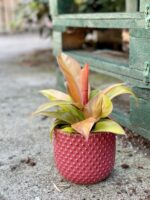 Zdjęcie rośliny Philodendron Prince of Orange, ujęcie 3