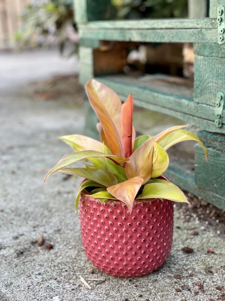 Zdjęcie rośliny Philodendron Prince of Orange, ujęcie 3