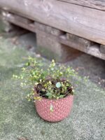 Zdjęcie doniczki lub oslonki: Retro Pink 9x9&nbsp;cm, ujęcie 2
