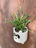 Zdjęcie rośliny Rhipsalis Burchellii (10x20), ujęcie 1
