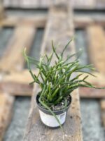 Zdjęcie rośliny Rhipsalis Burchellii (10x20), ujęcie 3