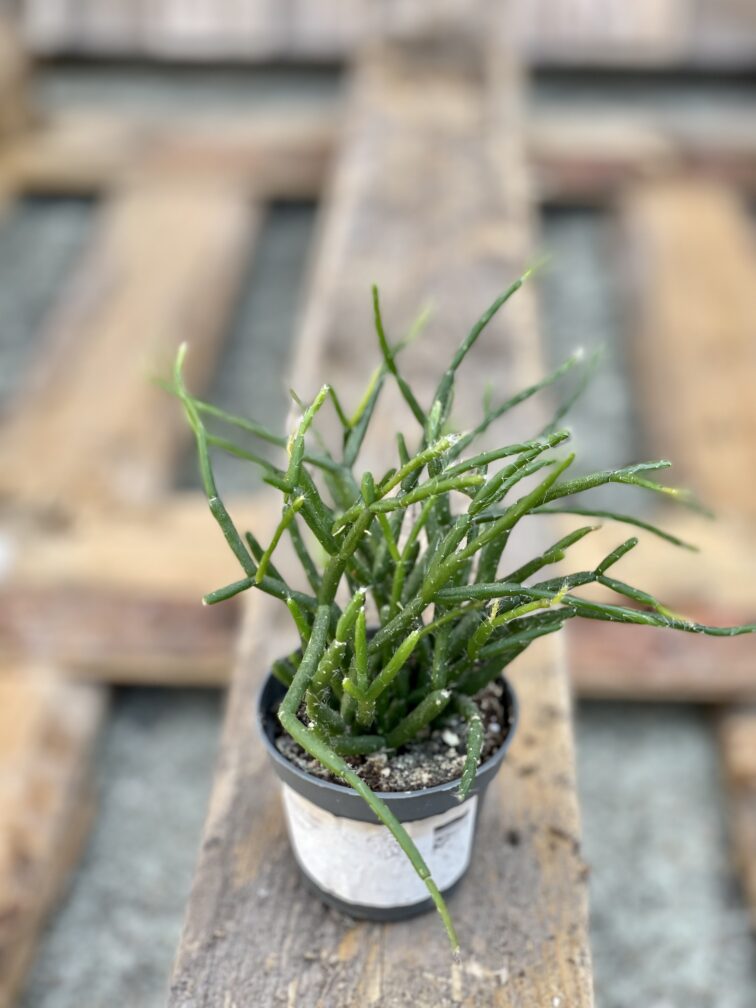 Zdjęcie rośliny Rhipsalis Burchellii (10x20), ujęcie 3