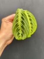 Zdjęcie rośliny Sadzonka Maranta Lemon Lime, ujęcie 2
