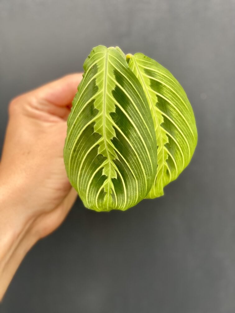 Zdjęcie rośliny Sadzonka Maranta Lemon Lime, ujęcie 2
