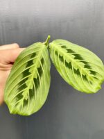 Zdjęcie rośliny Sadzonka Maranta Lemon Lime, ujęcie 1