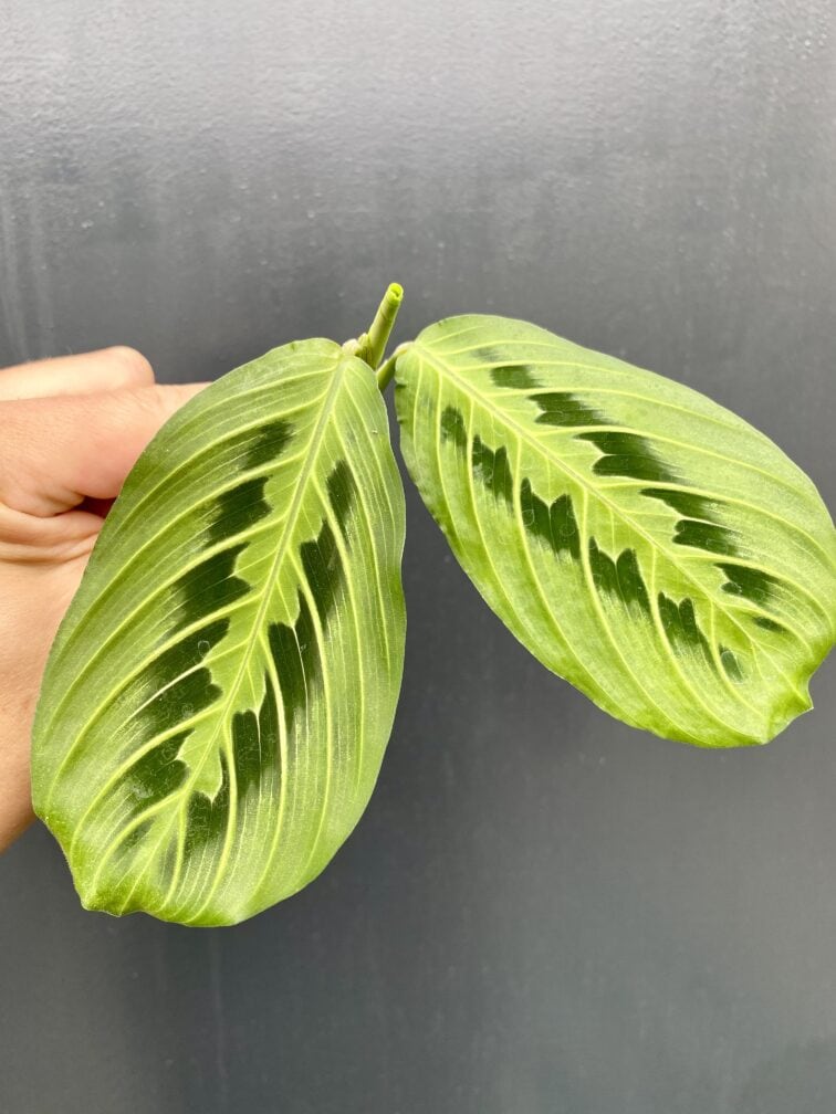 sadzonka-maranta-lemon-lime_13-1_1629290055.jpg Zdjęcie rośliny Sadzonka Maranta Lemon Lime, ujęcie 1