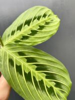 Zdjęcie rośliny Sadzonka Maranta Lemon Lime, ujęcie 3