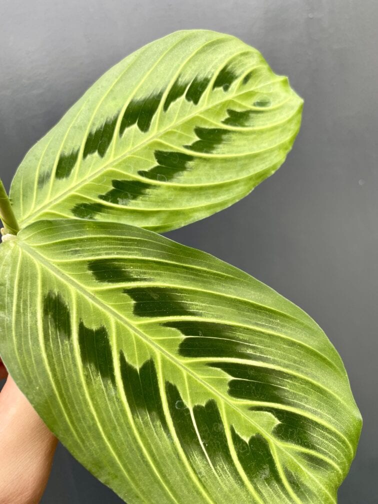 Zdjęcie rośliny Sadzonka Maranta Lemon Lime, ujęcie 3