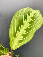 Zdjęcie rośliny Sadzonka Maranta Lemon Lime, ujęcie 2