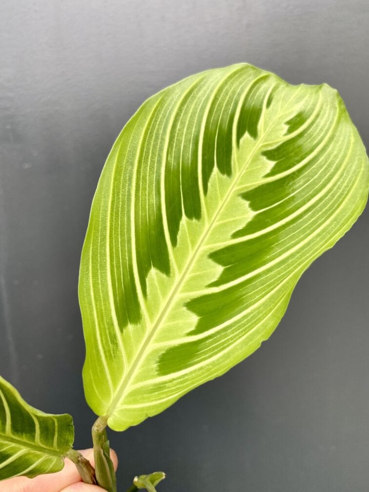 Zdjęcie rośliny Sadzonka Maranta Lemon Lime, ujęcie 2