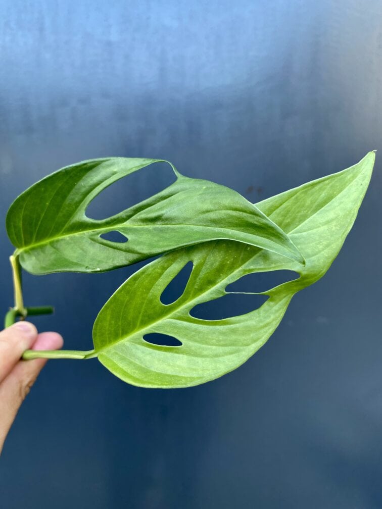 Zdjęcie rośliny Sadzonka Monstera laniata, ujęcie 1
