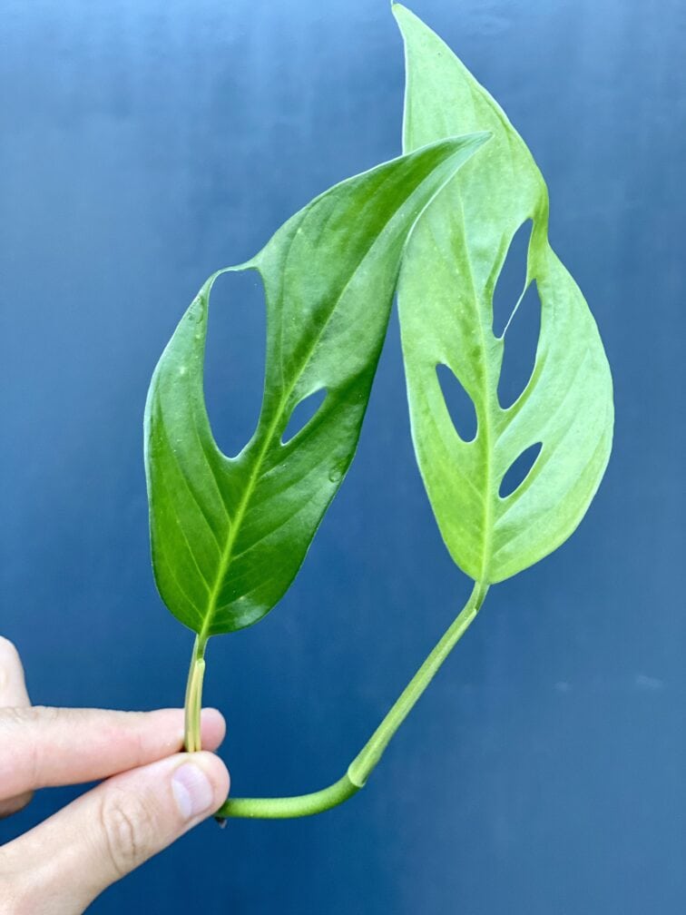 Zdjęcie rośliny Sadzonka Monstera laniata, ujęcie 2