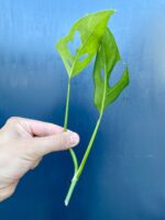 Zdjęcie rośliny Sadzonka Monstera laniata, ujęcie 3