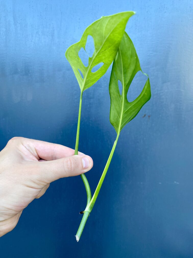 Zdjęcie rośliny Sadzonka Monstera laniata, ujęcie 3
