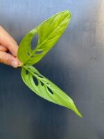 Zdjęcie rośliny Sadzonka Monstera laniata, ujęcie 1