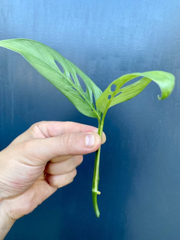 Zdjęcie rośliny Sadzonka Monstera laniata, ujęcie 2