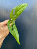 Zdjęcie rośliny Sadzonka Monstera laniata, ujęcie 3