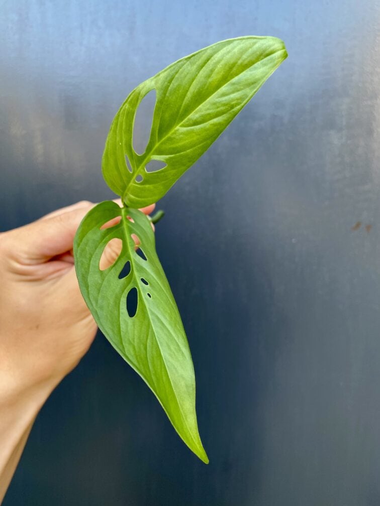 Zdjęcie rośliny Sadzonka Monstera laniata, ujęcie 3
