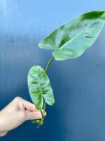 Zdjęcie rośliny Sadzonka philodendron Burle Marx, ujęcie 1