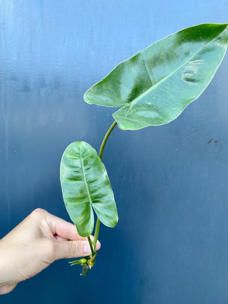 sadzonka-philodendron-burle-marx_1-1_1628523790.jpg Zdjęcie rośliny Sadzonka philodendron Burle Marx, ujęcie 1