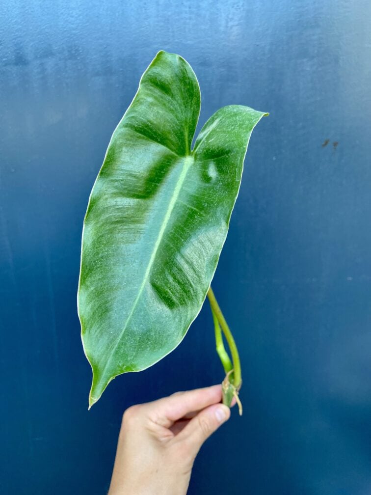 sadzonka-philodendron-burle-marx_2-1_1628523803.jpg Zdjęcie rośliny Sadzonka philodendron Burle Marx, ujęcie 1