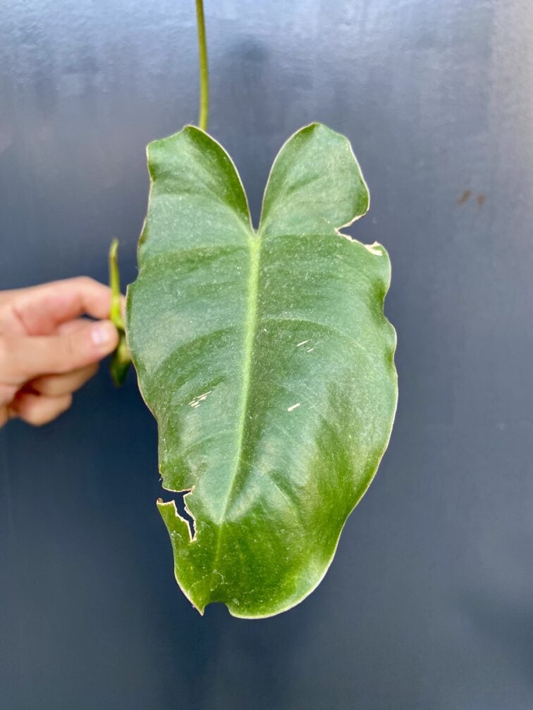 Zdjęcie rośliny Sadzonka philodendron Burle Marx, ujęcie 2