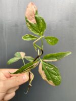 Zdjęcie rośliny Sadzonka Syngonium Pink Splash, ujęcie 1