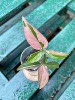 Zdjęcie rośliny Sadzonka Syngonium Pink Splash, ujęcie 1