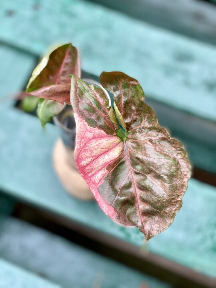 sadzonka-syngonium-strawberry-ice_2-1_1629743318.jpg Zdjęcie rośliny Sadzonka Syngonium Strawberry Ice, ujęcie 1