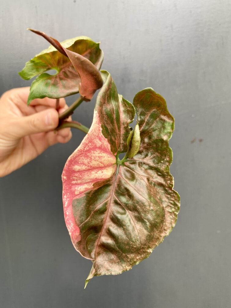 Zdjęcie rośliny Sadzonka Syngonium Strawberry Ice, ujęcie 2