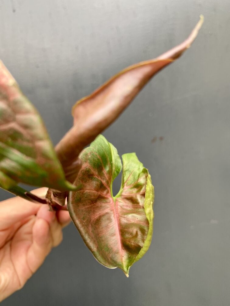 Zdjęcie rośliny Sadzonka Syngonium Strawberry Ice, ujęcie 4