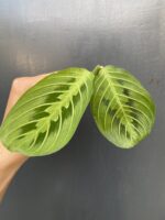 Zdjęcie rośliny Sadzonka szczytowa Maranta Lemon Lime, ujęcie 1