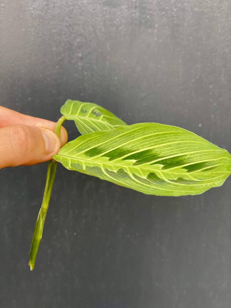 Zdjęcie rośliny Sadzonka szczytowa Maranta Lemon Lime, ujęcie 2