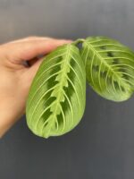 Zdjęcie rośliny Sadzonka szczytowa Maranta Lemon Lime, ujęcie 3