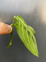 Zdjęcie rośliny Sadzonka szczytowa Maranta Lemon Lime, ujęcie 2