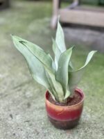 Zdjęcie rośliny Sansevieria Moonshine, ujęcie 1